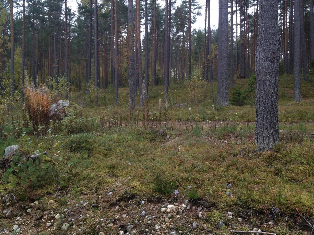 Kultainen Kaava Cottages Padasjoki Exteriör bild